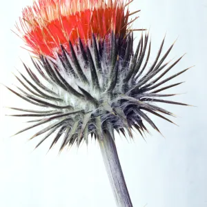 Cirsium proteanum