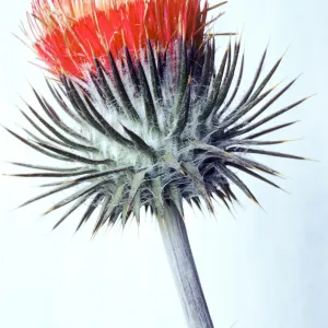 Cirsium proteanum