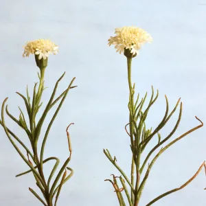 Cirsium occidentale