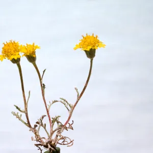 Chaenactis glabriuscula var. megacephala 