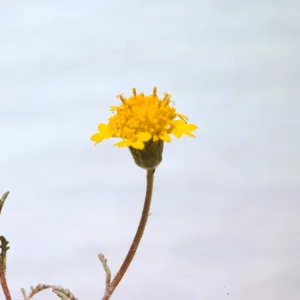 Chaenactis glabriuscula var. megacephala