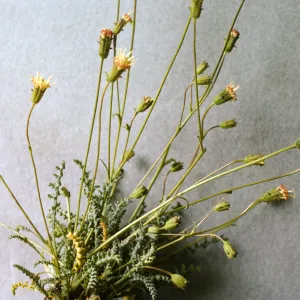 Chaenactis santolinoides