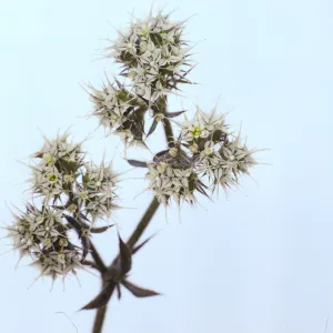 Chorizanthe diffusa