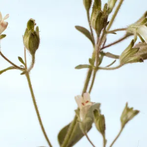 Collinsia childii