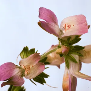Collinsia heterophylla