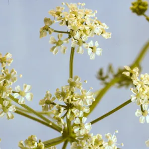 Conium maculatum