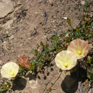 Convolvulus cyclostegius