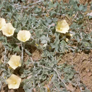 Convolvulus malacophyllus ssp. pedicellatus
