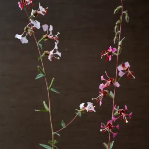 Clarkia unguiculata