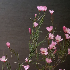 Clarkia cylindrica