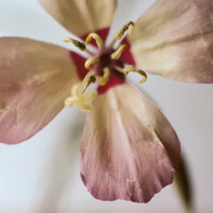 Clarkia cylindrica