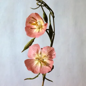 Clarkia deflexa