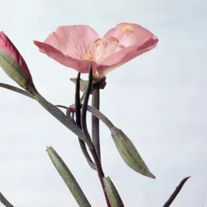 Clarkia deflexa
