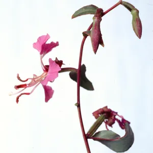 Clarkia unguiculata