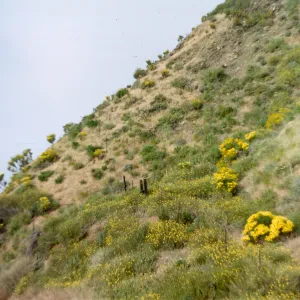 Coreopsis gigantea 
