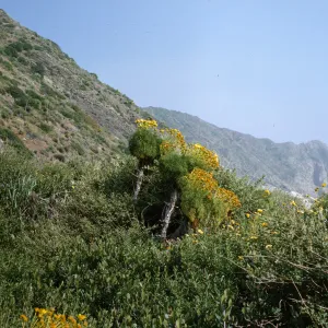 Coreopsis gigantea 