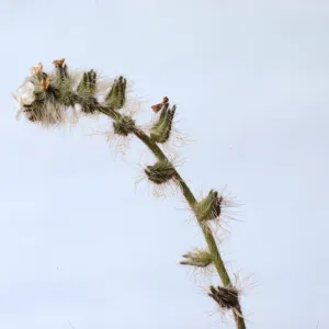 Cryptantha clevelandii 