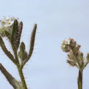 Cryptantha clevelandii 