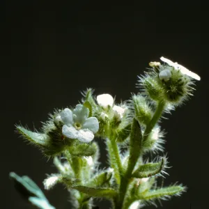Cryptantha clevelandii 