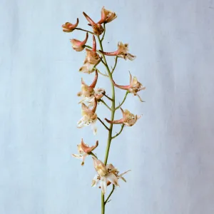 Delphinium inopinum 