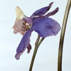 Delphinium parryi