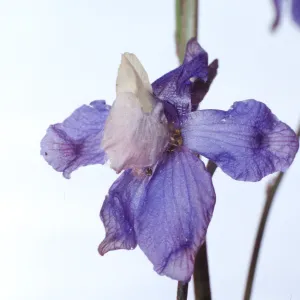 Delphinium parryi