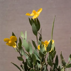Dendromecon rigida 