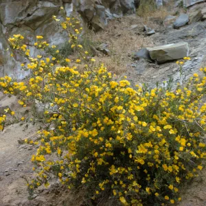 Dendromecon rigida 