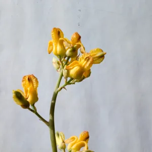 Dicentra chrysantha