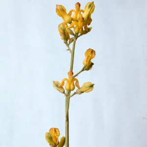 Dicentra chrysantha