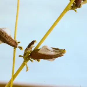 Cordylanthus nevinii 