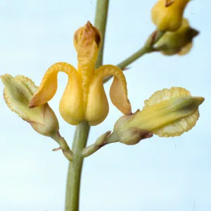 Dicentra chrysantha