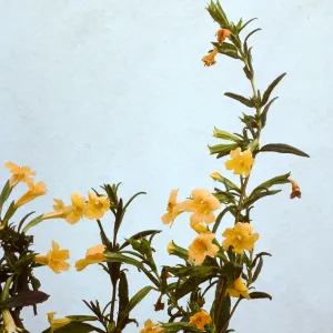 Mimulus aurantiacus ssp. lompocensis