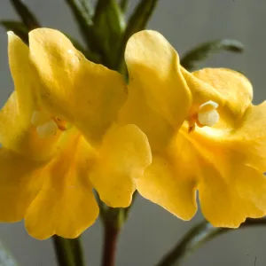 Mimulus aurantiacus ssp. lompocensis