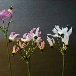 Dodecatheon clevelandii ssp. insulare