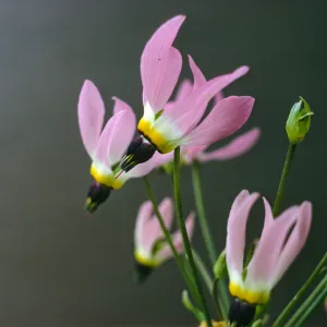 Dodecatheon clevelandii ssp. insulare