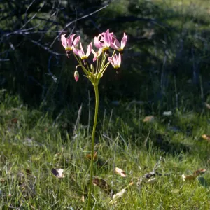Dodecatheon clevelandii ssp. insulare