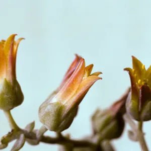Dudleya lanceolata flowers