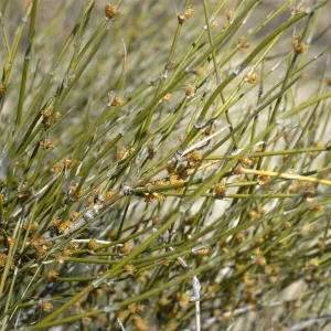 Ephedra trifurca