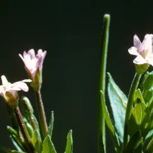 Epilobium adenocaulon