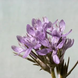 Eriastrum densifolium ssp. austromontanum