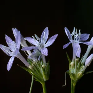 Eriastrum densifolium ssp. austromontanum