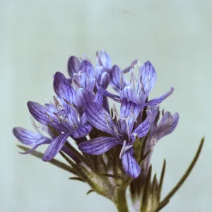 Eriastrum densifolium ssp. austromontanum