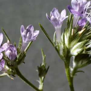 Eriastrum densifolium ssp. austromontanum