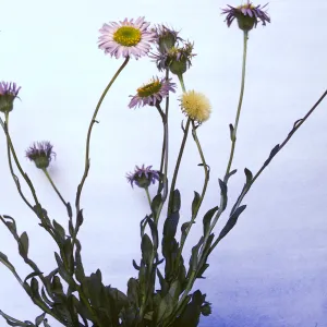 Erigeron sanctarum