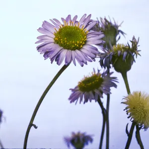 Erigeron sanctarum