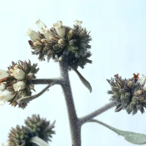 Eriodictyon traskiae