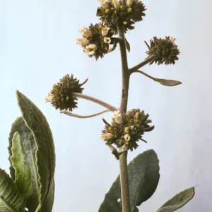 Eriodictyon traskiae ssp. smithii