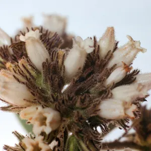 Eriodictyon traskiae