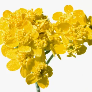 Eriophyllum confertiflorium